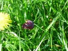 Fritillaria meleagroides