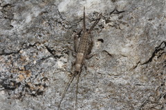 Mogoplistidae