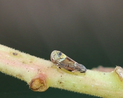 Idioscopus nitidulus
