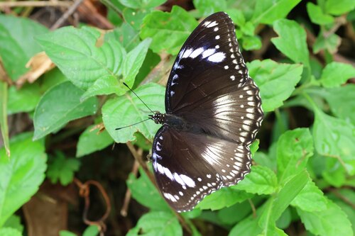 Great Eggfly
