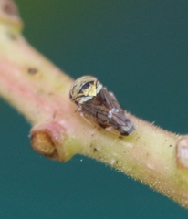 Idioscopus nitidulus