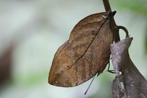 Malayan Oakleaf