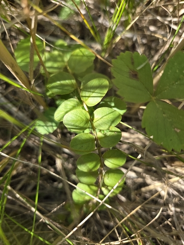creeping Jenny