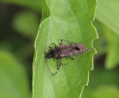 Elasmolomus squalidus