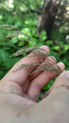 Calamagrostis purpurea, photograph (c) ivansemenkov, some rights reserved (CC BY)
