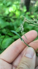 Calamagrostis purpurea, photograph (c) ivansemenkov, some rights reserved (CC BY)