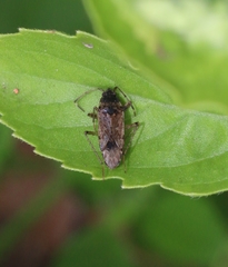 Elasmolomus squalidus