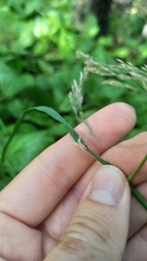 Calamagrostis purpurea, photograph (c) ivansemenkov, some rights reserved (CC BY)