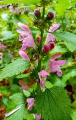 Lamium garganicum