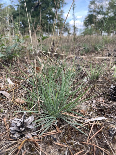 Koeleria glauca, 2026-09-05