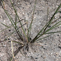 Aristida warburgii