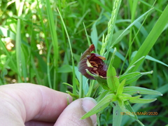 Fritillaria meleagroides