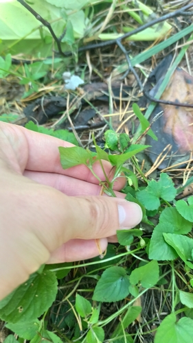 Viola sacchalinensis