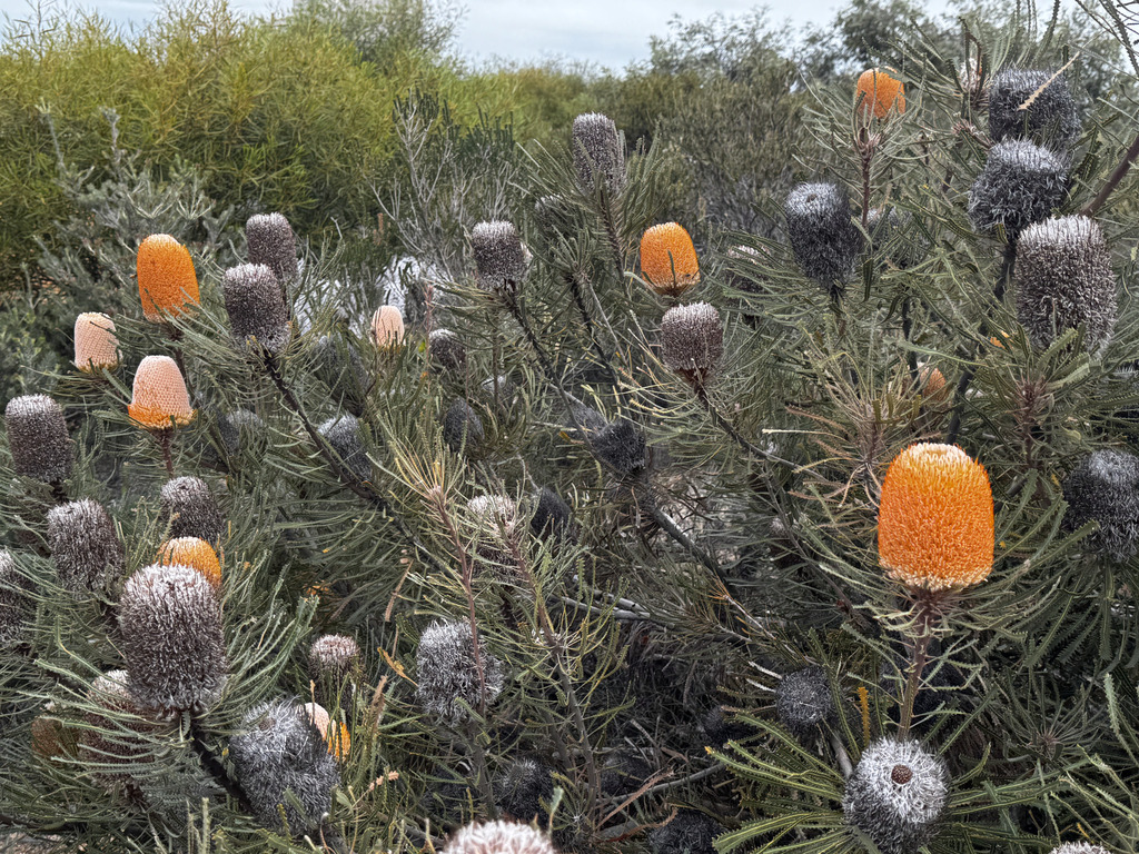 Banksia hookeriana; photograph (c) desertnaturalist, some rights reserved (CC BY)