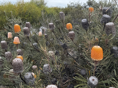 Banksia hookeriana