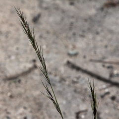 Aristida warburgii