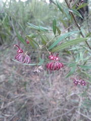 Grevillea diffusa constablei