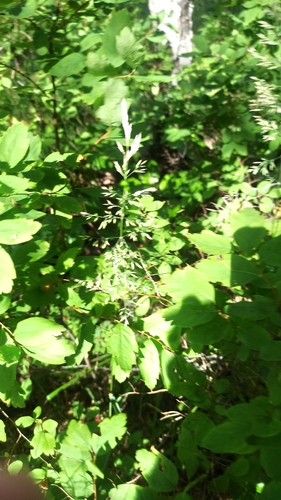 Spiraea media, photograph 4