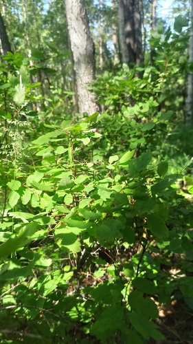 Spiraea media, photograph 5