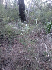 Grevillea diffusa constablei