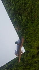 Elgaria multicarinata webbii