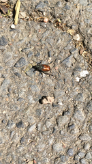 Phyllopertha horticola