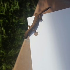 Elgaria multicarinata webbii