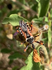 Rhynocoris punctiventris