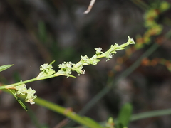 Duma florulenta, photograph (c) Lucas Christofides, some rights reserved (CC BY)