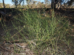 Duma florulenta, photograph (c) Lucas Christofides, some rights reserved (CC BY)