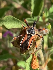 Rhynocoris punctiventris