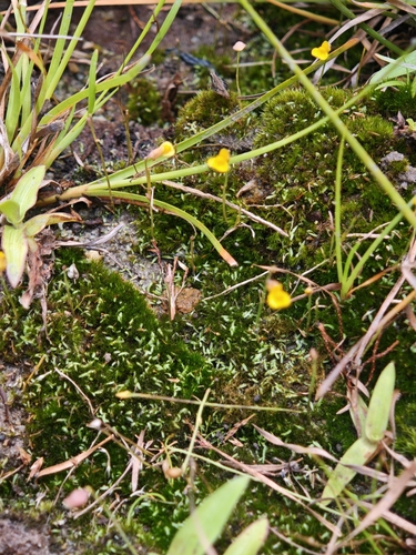 Bifid Bladderwort