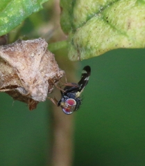 Sphaeniscus