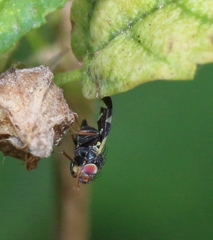 Sphaeniscus