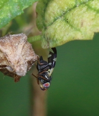 Sphaeniscus
