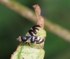 Sphaeniscus