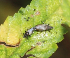 Oxycarenus