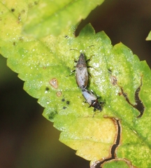 Oxycarenus