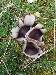 Sarcosphaera coronaria
