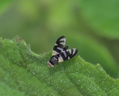 Sphaeniscus