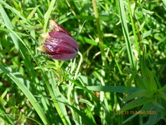 Fritillaria meleagroides