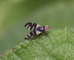 Sphaeniscus