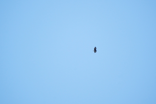 Golden Eagle