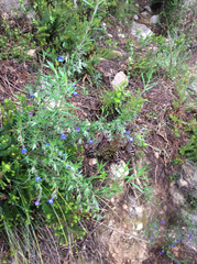 Lithodora fruticosa