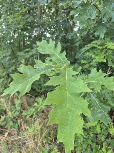 northern red oak