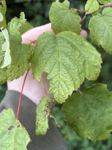Mountain Maple