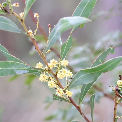 Acacia rubida, 2026-09-05