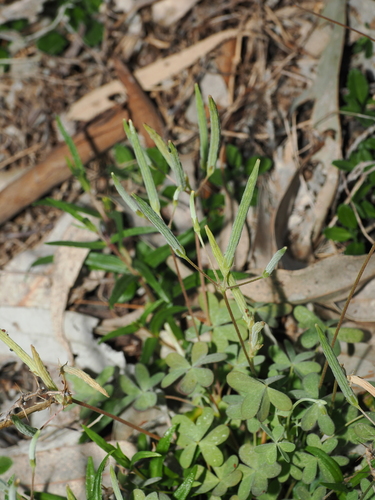 Oxalis perennans, photograph 4