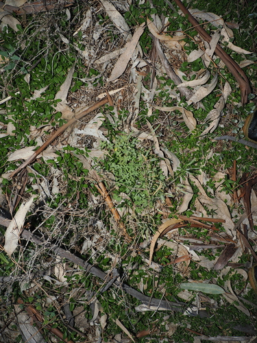 Oxalis perennans, photograph 6