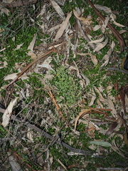 Oxalis perennans, photograph (c) Lucas Christofides, some rights reserved (CC BY)